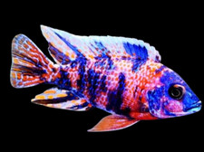 Peacock cichlid aulonocara for sale  Converse