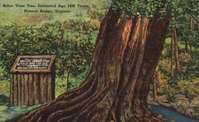Postcard natural bridge for sale  Midlothian