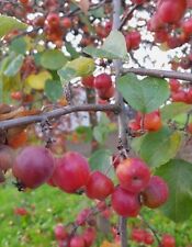 Crab apple tree for sale  UK