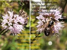 Wasserminze mentha aquatica gebraucht kaufen  Langenfeld (Rheinland)