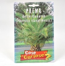 Semi palma delle usato  Terlizzi