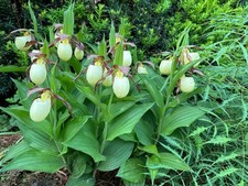Cypripedium kentuckiense. lady for sale  Shelton