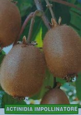 Kiwi actinidia impollinatore usato  Italia
