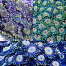 Coral pack frags for sale  NORTHAMPTON