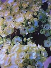 phlox for sale phlox for sale SOUTHAMPTON