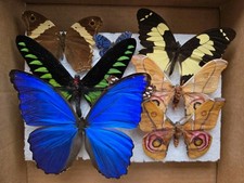entomology for sale  WORKSOP