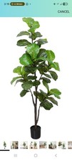 Ficus lyrata tree for sale  Ogden