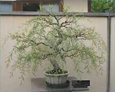Bonsai dragon weeping for sale  Chariton