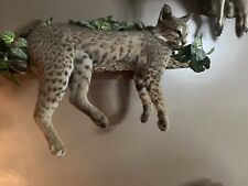 Custom bobcat taxidermy for sale  Pendleton