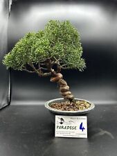 Bonsai ginepro kishu usato  Milano