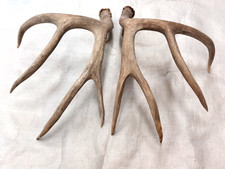 Set real deer for sale  USA