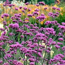 Verbena bonariensis plug for sale  LONDON
