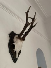 Fine antlers roe for sale Fine antlers roe for sale  SOUTHEND-ON-SEA