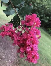 1.000 sementes de murta crepe (Lagerstroemia Indica) (1.000 sementes) comprar usado  Enviando para Brazil
