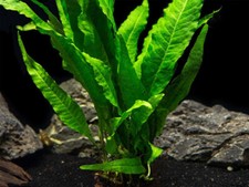 Pack java fern for sale  Forney
