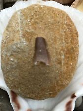 Dinosaur tooth fossil for sale  BLYTH