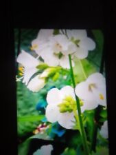 White polemonium plant..hardy for sale  NEWTON ABBOT