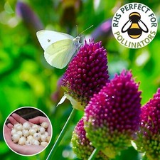 Allium drumstick bulbs for sale  WISBECH