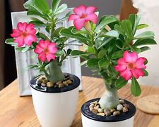 Adenium obesum desert for sale  SOUTHAMPTON