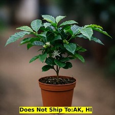 Houseplant arabica coffee for sale  Homestead