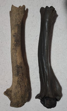 Bison left right for sale  USA