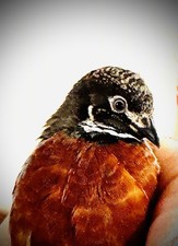 Button quail hatching for sale  Denton