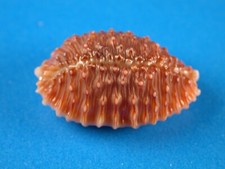 Cypraea granulata incredibly for sale  Kapolei