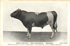 Animals espéces bovines d'occasion  Expédié en France