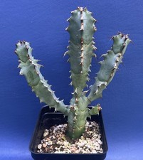 Euphorbia caerulescens shown for sale  Elgin