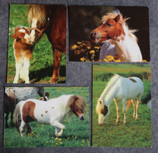 Postkarten shetland pony gebraucht kaufen  Limburg a. d. Lahn