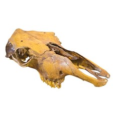 Horse skull taxidermy for sale  Lawrenceburg