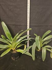 Paphiopedilum rothschildianum  for sale  Fleming Island