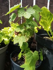 Blackcurrant plants litre for sale  CLEETHORPES