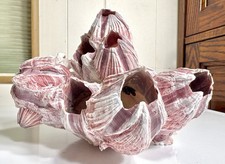 Medium reddish purple for sale  Ramona