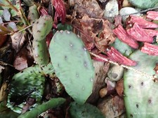 Mixed lot creeping for sale  Irwin