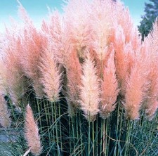 Pink pampas grass for sale  SPALDING