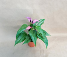 Anthurium purple pot for sale  Woodland Hills