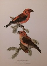 Loxia curvirostra svenska usato  Varallo Pombia