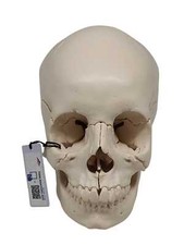 Scientific menschliche anatomi gebraucht kaufen  Leipzig