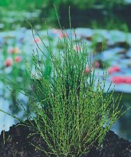 Equisetum scirpoides prêle d'occasion  Krautergersheim