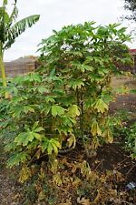 Cassava yucca cuttings for sale  Belton