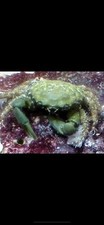 Emerald crabs five for sale  Dade City