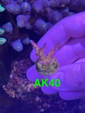 acropora coral for sale acropora coral for sale GLASGOW
