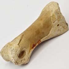 Theropod dinosaur metapodial for sale  Rockledge