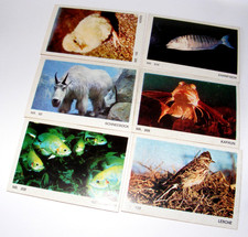 Tierparade album americana gebraucht kaufen Tierparade album americana gebraucht kaufen  Berlin