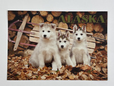 Siberian huskies puppies for sale  Tampa