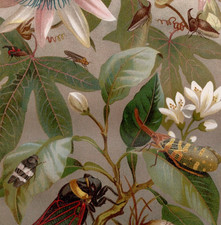 Exotic cicadas lanternflies for sale  Brooklyn