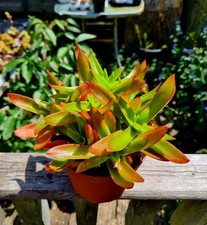 Crassula capitella campfire for sale  CLACTON-ON-SEA