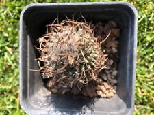 Turbinicarpus gracilis. very usato  San Bonifacio