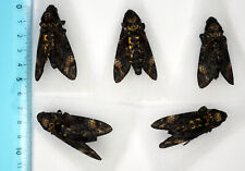 Acherontia atropos death for sale Acherontia atropos death for sale  Shipping to United Kingdom